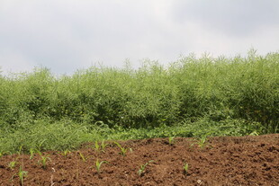 结荚油菜