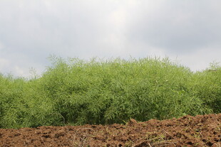 结荚油菜