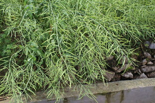 结荚油菜
