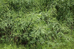结荚油菜