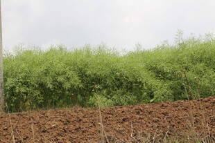 结荚油菜