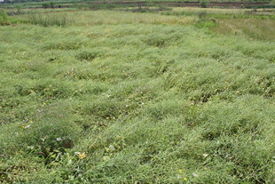 结荚油菜