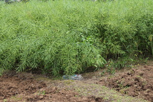 结荚油菜