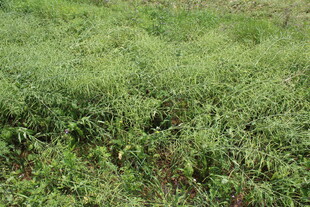 结荚油菜