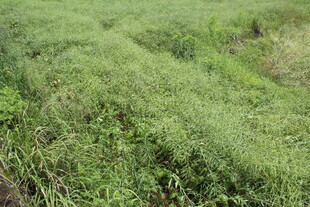 结荚油菜