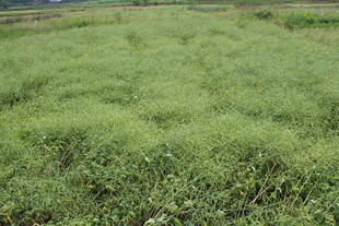 结荚油菜