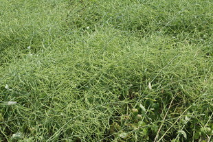 结荚油菜