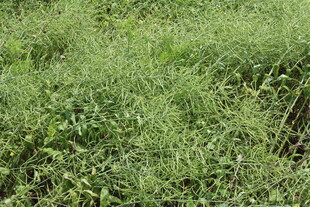结荚油菜