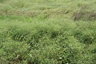 结荚油菜