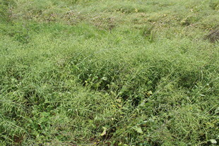 结荚油菜