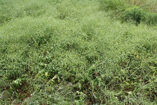 结荚油菜