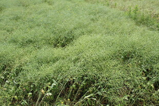 结荚油菜