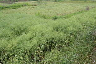 结荚油菜