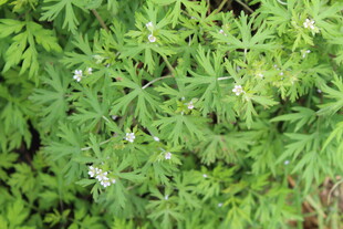 野老鹳草