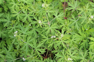 野老鹳草