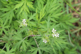 野老鹳草
