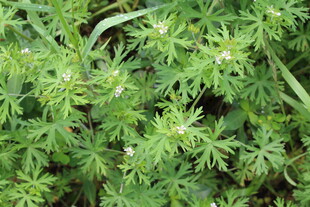 野老鹳草