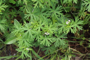 野老鹳草