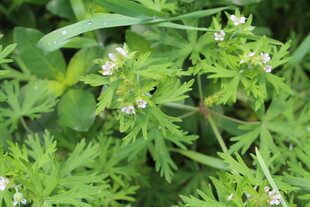 野老鹳草