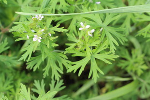 野老鹳草