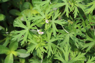 野老鹳草