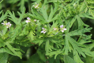 野老鹳草