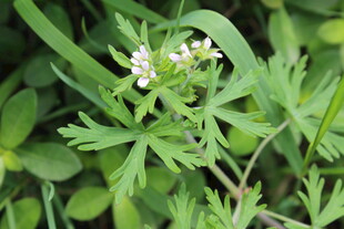 野老鹳草