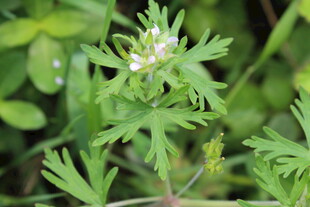 野老鹳草