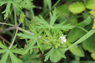 野老鹳草