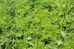 野老鹳草