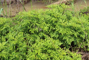 野老鹳草