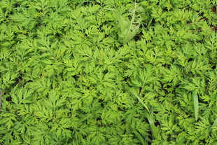野老鹳草