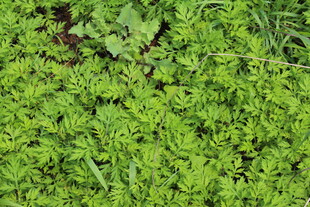 野老鹳草