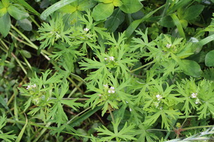 野老鹳草