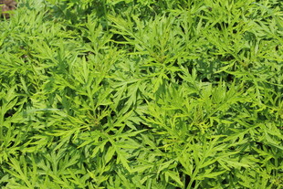 野老鹳草