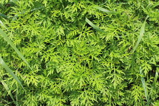 野老鹳草