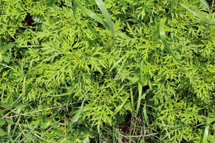 野老鹳草