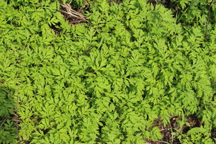 野老鹳草