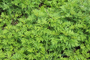 野老鹳草