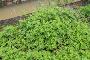 野老鹳草