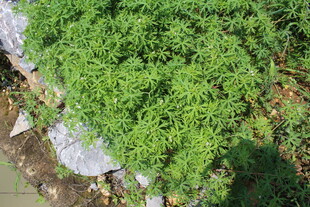 野老鹳草