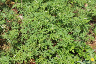 野老鹳草