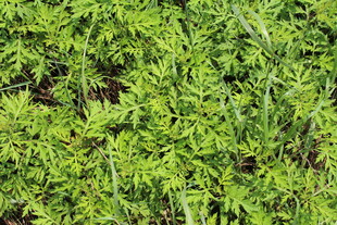 野老鹳草