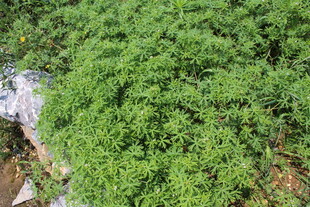 野老鹳草