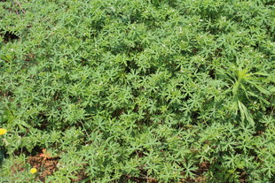 野老鹳草