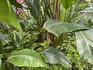 繁茂热带绿植景观
