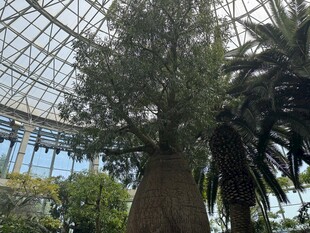 温室中的高大树木景观
