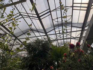 温室中的多彩植物景观
