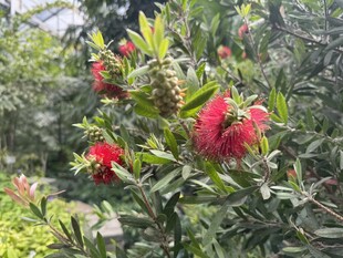 娇艳红花朵朵绽绿叶间