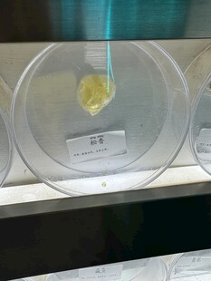 显微镜下的黄色样本观察
